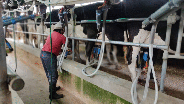 Almarai Jobs : Almarai dairy farm Al Kharj largest in the world