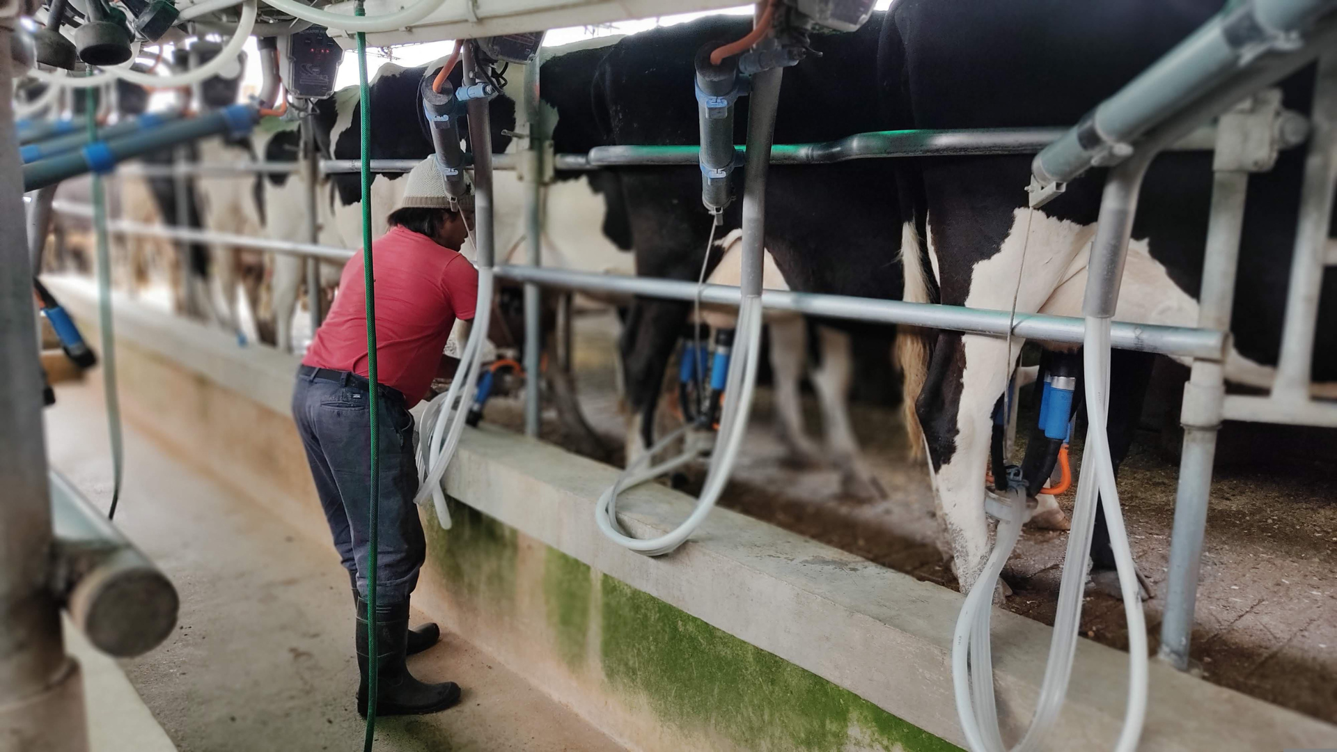Almarai Jobs : Almarai dairy farm Al Kharj largest in the world